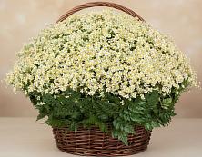 Цветочная композиция из Ромашки в корзине #REPLACE_PRED# Устюжне